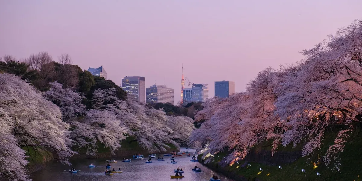 Cherry blossom trees in full bloom along the Imperial Palace moat in Tokyo with a clear blue sky