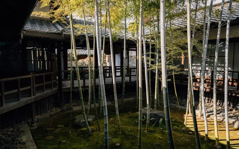 Dense grove of tall bamboo in Hokokuji temple garden Kamakura with soft morning light