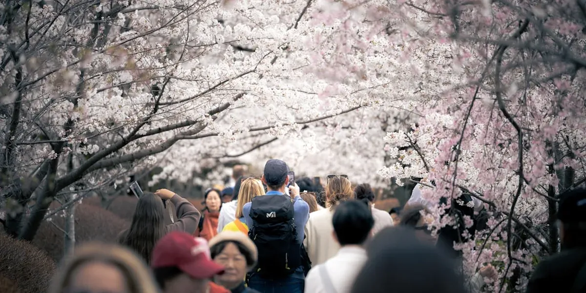 Crowds of tourists photographing cherry blossom trees in Japan during peak season