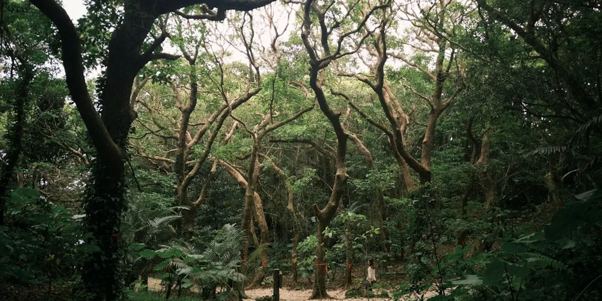 A pilgrimage trail through ancient Japanese forest, moss-covered stones and old cedar trees