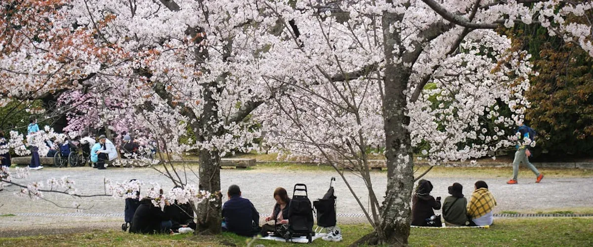 Japanese hanami picnic with food and drinks spread out on a blanket under cherry blossom trees in a park