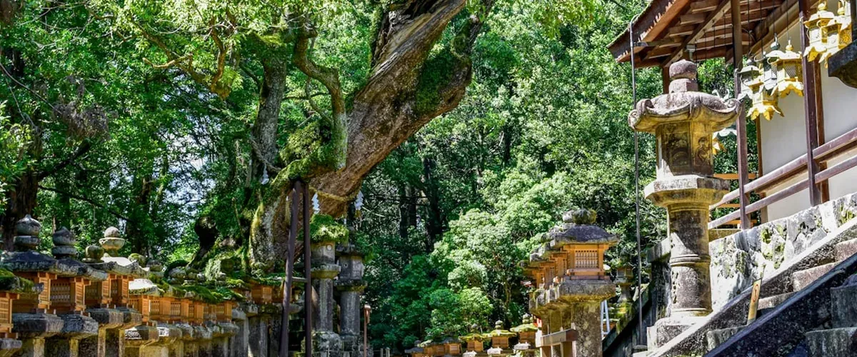 Hundreds of stone lanterns lining the forest path to Kasuga Taisha shrine in Nara