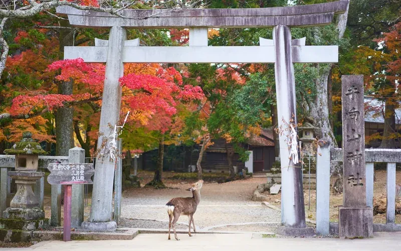 Friendly sika deer approaching visitors at Nara deer park Japan