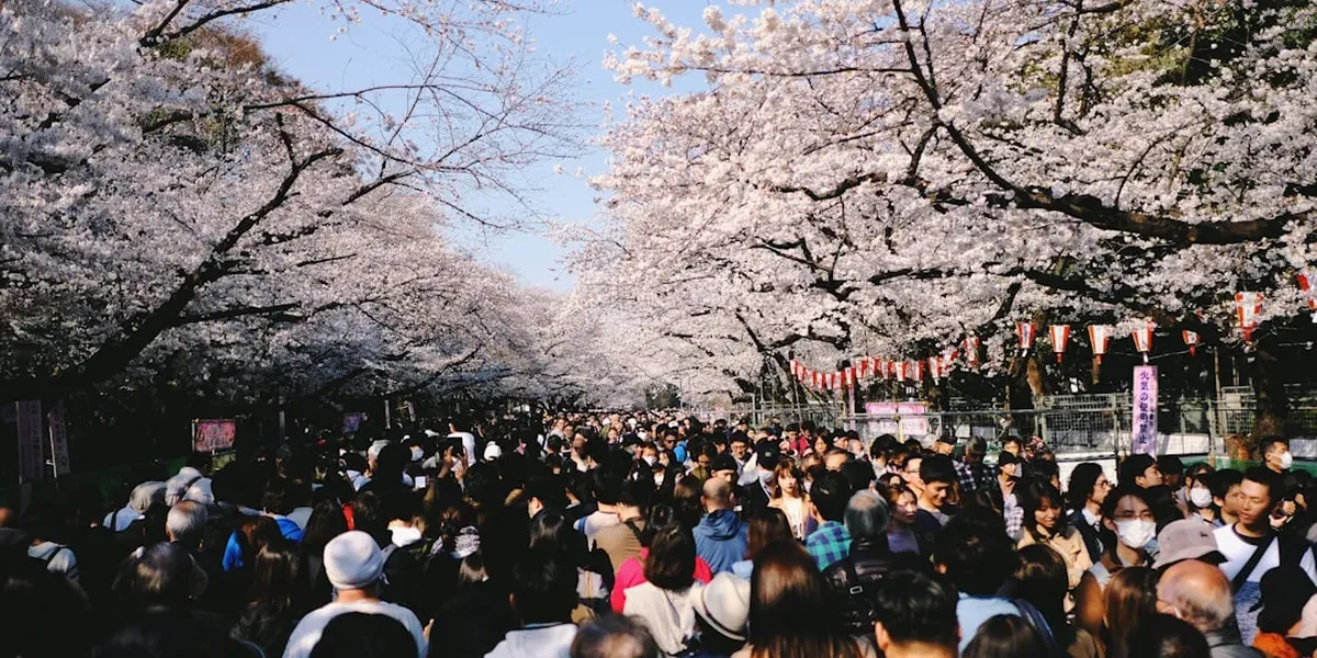 Ueno Park in Tokyo with cherry blossom trees and people walking along the path