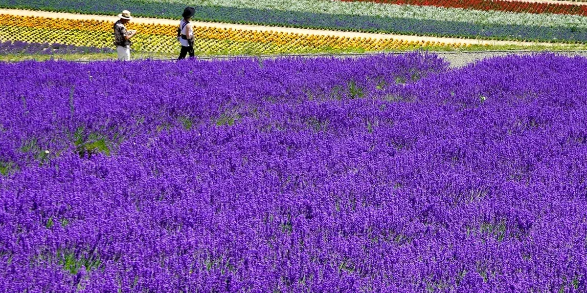 Vast purple lavender fields in Furano Hokkaido with mountains in the background on a sunny summer day