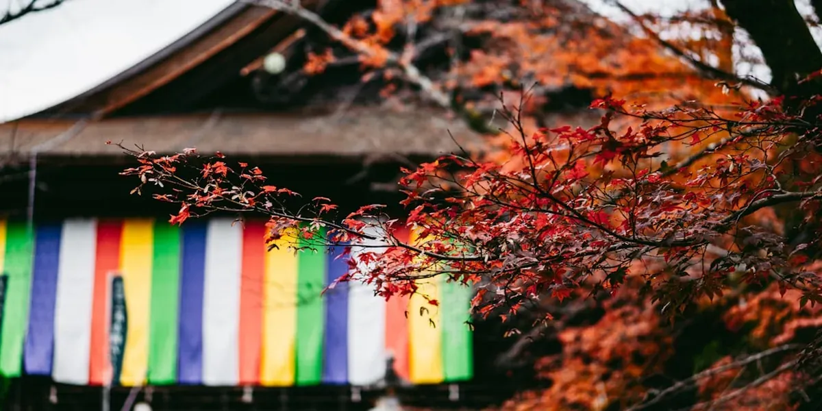 Red and orange autumn maple leaves at a Japanese temple in November peak foliage