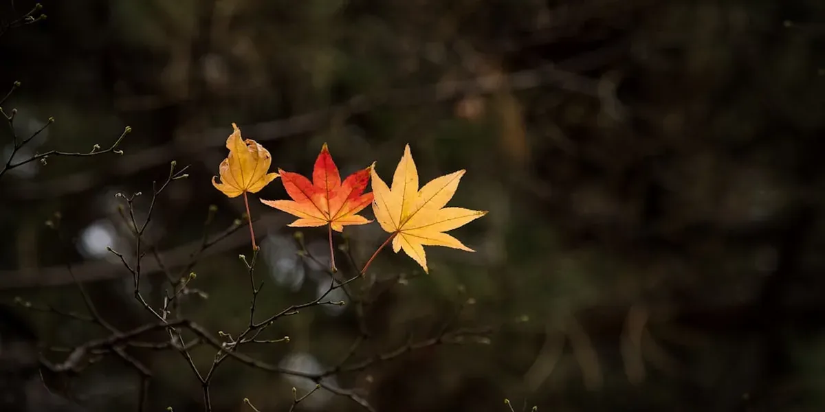 A traditional Japanese ryokan onsen with maple leaves floating on the water in autumn