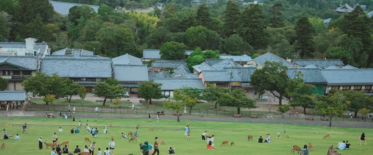 Nara deer park at golden hour with deer grazing peacefully in soft evening light