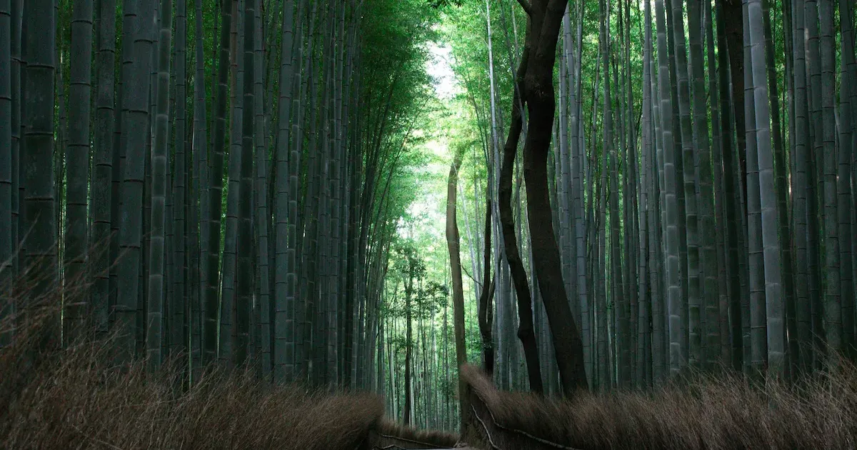 Arashiyama bamboo grove path in early morning light in Kyoto